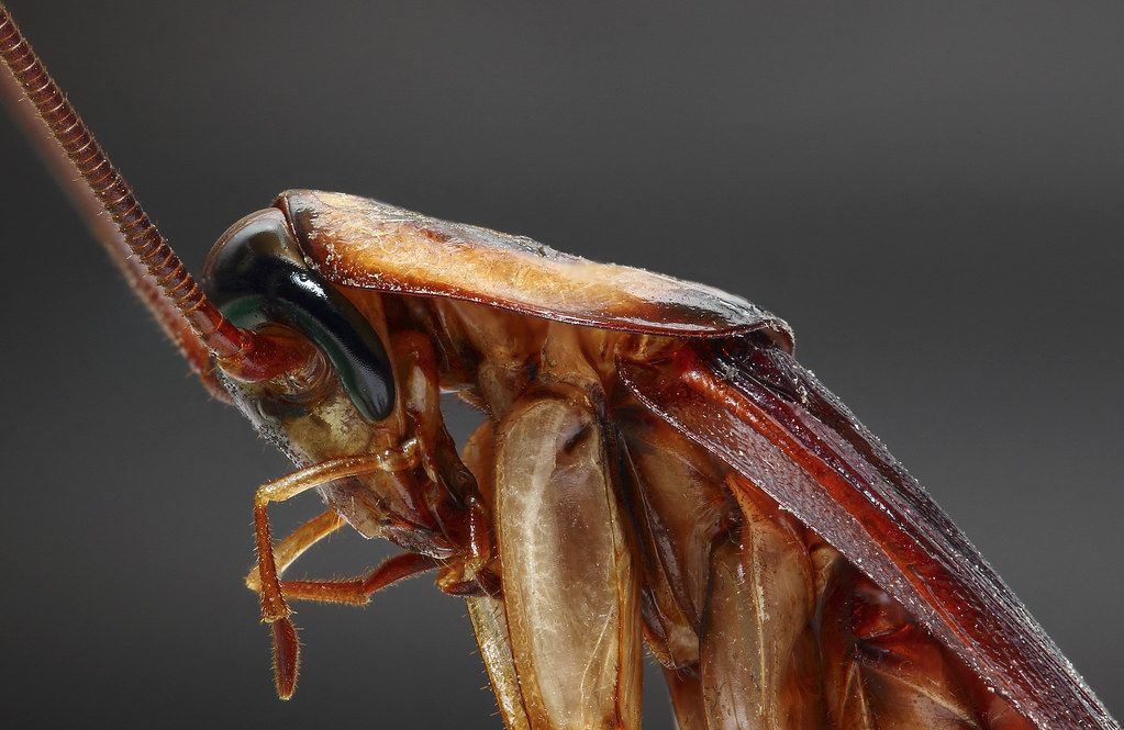 ¿Cuánto tiempo puede vivir una cucaracha sin cabeza? La respuesta sorprende