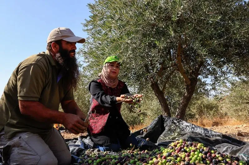 Colonos israelíes atacan a palestinos durante la cosecha de aceitunas en Cisjordania